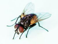 Common house fly, Musca domestica.jpg