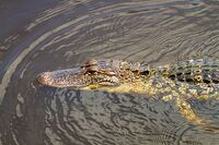 Crocodile-in-water.jpg